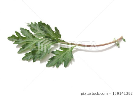 新鮮艾草葉 新鮮艾草葉 139141392