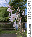 Flowers 139141474