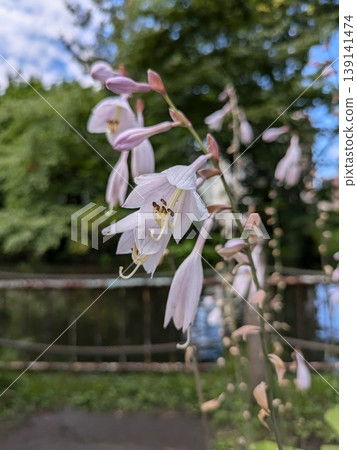 Flowers Flowers 139141474