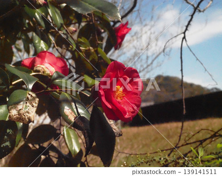 Camellias bathed in sunlight after the rain (red camellia flowers on the banks of the Kagami River) 139141511