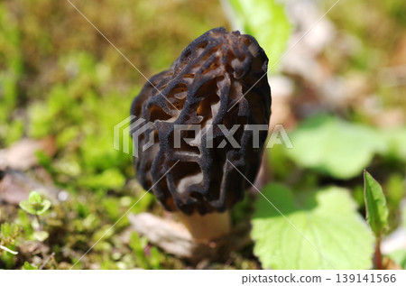 Morel mushroom (upper part) Morel mushroom (upper part) 139141566