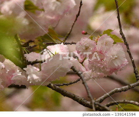 Cherry tree in full bloom  139141594