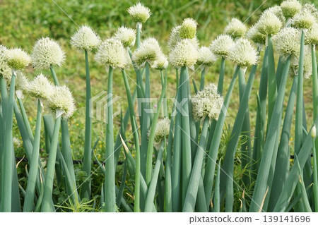 洋蔥花 139141696
