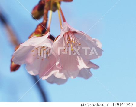 A close-up of the center of a pink Satozakura cherry blossom bathed in the morning sunlight. 139141740