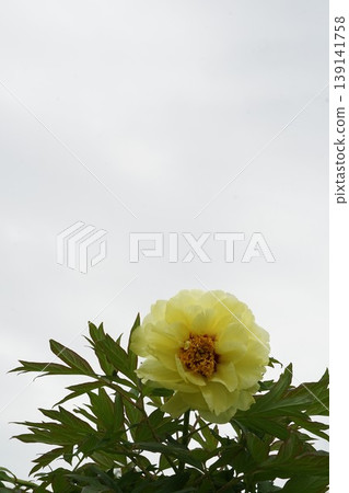 Landscape with a white background and yellow flowers Landscape with a white background and yellow flowers 139141758