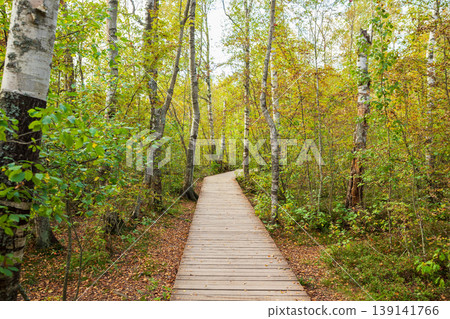 A wooden boardwalk winds through a lush forest filled with trees turning brilliant shades of orange, yellow, and red. This serene scene captures the essence of autumn in nature. wooden boards A wooden boardwalk winds through a lush forest filled with trees turning brilliant shades of orange, yellow, and red. This serene scene captures the essence of autumn in nature. wooden boards 139141766