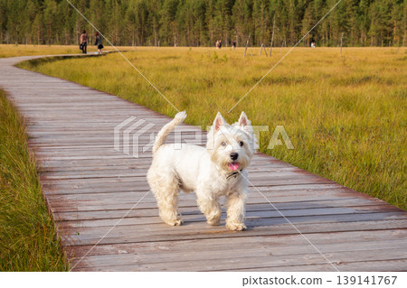 Westie dog walking on wooden path in nature park. Cute white terrier on eco trail through swampy landscape. Summer outdoor activity with pet. Hiking adventure in forest preserve. Westie dog walking on wooden path in nature park. Cute white terrier on eco trail through swampy landscape. Summer outdoor activity with pet. Hiking adventure in forest preserve. 139141767