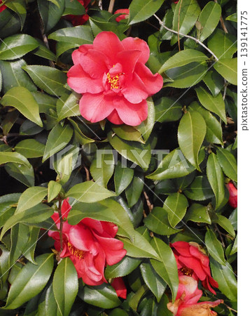Red camellia flowers (camellias blooming on the opposite bank of the irrigation ditch) Red camellia flowers (camellias blooming on the opposite bank of the irrigation ditch) 139141775