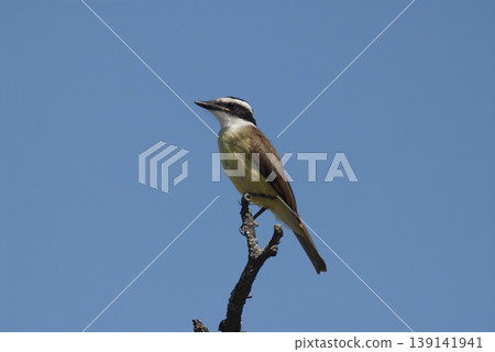 Great Kiskadee, Pitangus sulphuratus, Calden forest, La Pampa, Argentina Great Kiskadee, Pitangus sulphuratus, Calden forest, La Pampa, Argentina 139141941