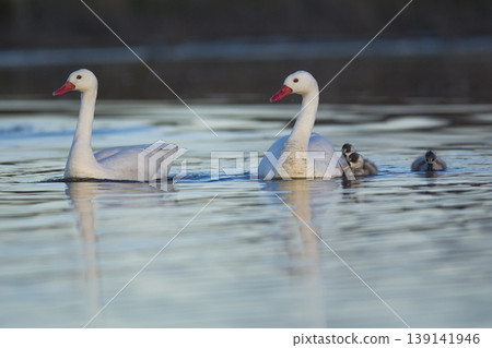 Jabiru Stork, in a marsh environment 139141946