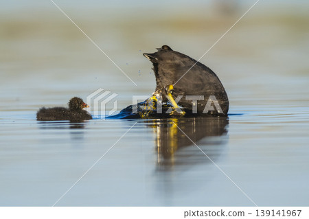 White winged coot, diving to look for food, La Pampa province, Patagonia, Argentina. White winged coot, diving to look for food, La Pampa province, Patagonia, Argentina. 139141967