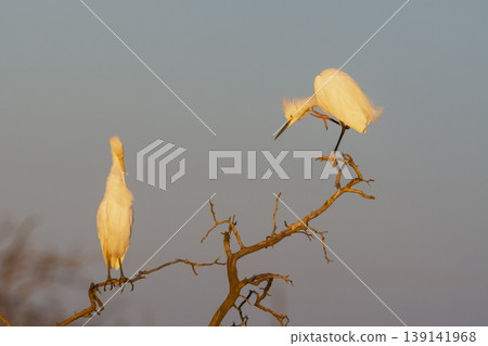 Cattle Egret, Bubulcus ibis, perched, La Pampa Province, Patagonia, Argentina Cattle Egret, Bubulcus ibis, perched, La Pampa Province, Patagonia, Argentina 139141968
