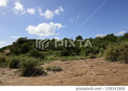Calden forest grass landscape, La Pampa province, Patagonia, Argentina. Calden forest grass landscape, La Pampa province, Patagonia, Argentina. 139141988