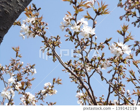 小島花卉協會花園櫻花 小島花卉協會花園櫻花 139142119