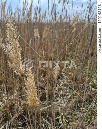 Dry reed Phragmites australis Dry reed Phragmites australis 139142128