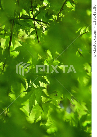 Fresh green shining in backlight 139142186