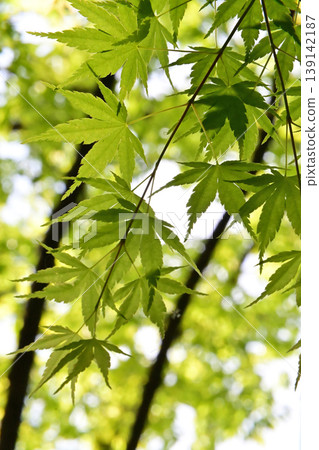 Fresh green shining in backlight 139142187