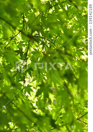 Fresh green shining in backlight Fresh green shining in backlight 139142189