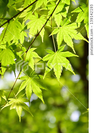 Fresh green shining in backlight Fresh green shining in backlight 139142193