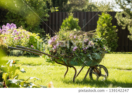 Wheelbarrow full of garden plants and weeds sunny backyard gardening Wheelbarrow full of garden plants and weeds sunny backyard gardening 139142247