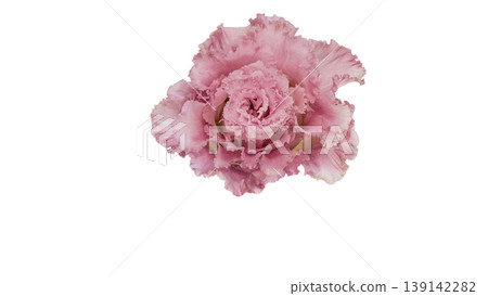 Pink lisianthus, transparent background, macro photography, flower material. Pink lisianthus, transparent background, macro photography, flower material. 139142282
