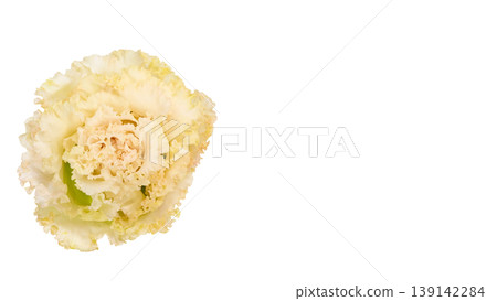 White lisianthus, transparent background, macro photography, flower material. White lisianthus, transparent background, macro photography, flower material. 139142284
