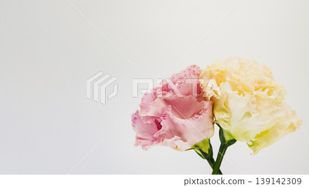 Eustoma flowers, pink and yellow, on a white background, macro photography, floral material. Eustoma flowers, pink and yellow, on a white background, macro photography, floral material. 139142309