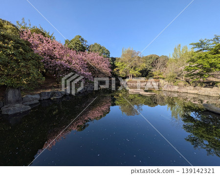 春天,栃木縣萬白公園的池塘里,粉紅色的重瓣櫻花倒映在藍天和翠綠的植物上。 春天,栃木縣萬白公園的池塘里,粉紅色的重瓣櫻花倒映在藍天和翠綠的植物上。 139142321