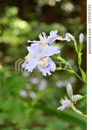 鳶尾花有著美麗的褶皺花瓣。 鳶尾花有著美麗的褶皺花瓣。 139142331