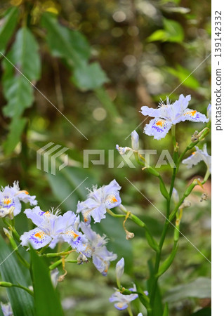 鳶尾花有著美麗的褶皺花瓣。 鳶尾花有著美麗的褶皺花瓣。 139142332