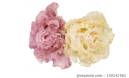 Lisianthus flowers, pink and white, transparent background, macro photography, flower material. Lisianthus flowers, pink and white, transparent background, macro photography, flower material. 139142362