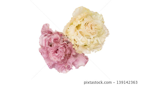 Lisianthus flowers, pink and white, transparent background, macro photography, flower material. Lisianthus flowers, pink and white, transparent background, macro photography, flower material. 139142363