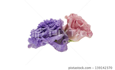 Lisianthus flowers, pink and purple, transparent background, macro photography, flower material. Lisianthus flowers, pink and purple, transparent background, macro photography, flower material. 139142370