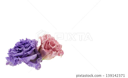 Lisianthus flowers, pink and purple, transparent background, macro photography, flower material. Lisianthus flowers, pink and purple, transparent background, macro photography, flower material. 139142371