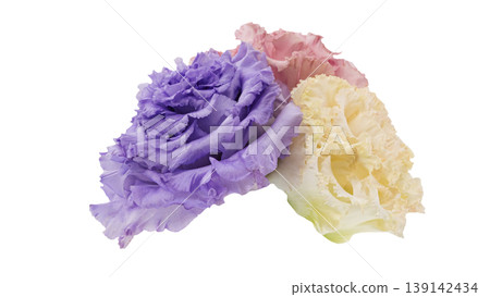 Lisianthus flower, transparent background, macro, flower material Lisianthus flower, transparent background, macro, flower material 139142434