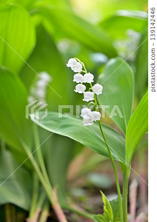 Beautiful lily of the valley Beautiful lily of the valley 139142446