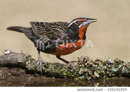 Long tailed Meadowlark, drinking in Pampas grassland environment, La Pampa Province, Patagonia, Argentina. Long tailed Meadowlark, drinking in Pampas grassland environment, La Pampa Province, Patagonia, Argentina. 139142454