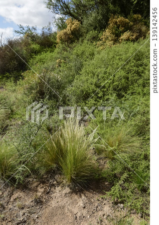 Calden forest and grass landscape, La Pampa province, Patagonia, Argentina. Calden forest and grass landscape, La Pampa province, Patagonia, Argentina. 139142456
