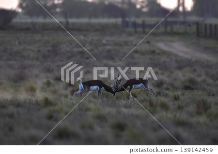 Male Blackbuck Antelope in Pampas plain environment, La Pampa province, Argentina Male Blackbuck Antelope in Pampas plain environment, La Pampa province, Argentina 139142459