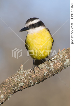 Great Kiskadee, Pitangus sulphuratus, Calden forest, La Pampa, Argentina Great Kiskadee, Pitangus sulphuratus, Calden forest, La Pampa, Argentina 139142460