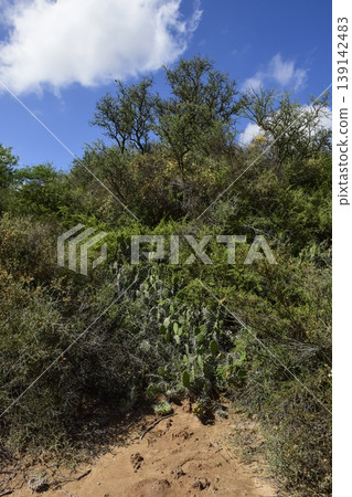 Pampas forest grass landscape,  La Pampa province, Patagonia, Argentina. 139142483