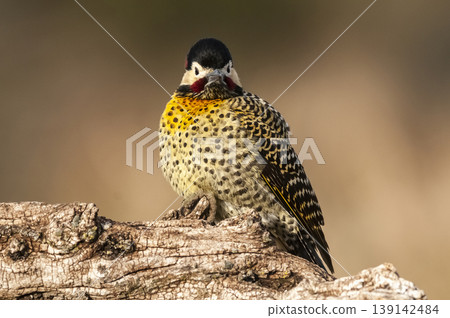 Green barred Woodpecker in forest environment, La Pampa province, Patagonia, Argentina. Green barred Woodpecker in forest environment, La Pampa province, Patagonia, Argentina. 139142484