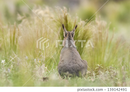 Patagonian Cavi.Peninsula de Valdes Patagonian Cavi.Peninsula de Valdes 139142491