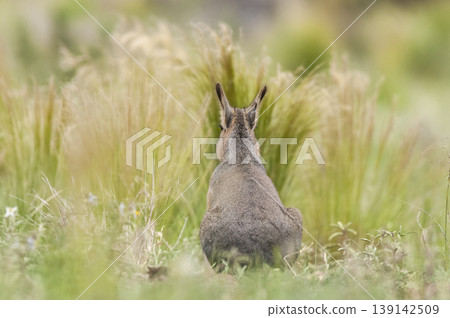 Patagonian Cavi.Peninsula de Valdes 139142509