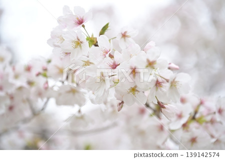 Cherry blossoms in full bloom 139142574