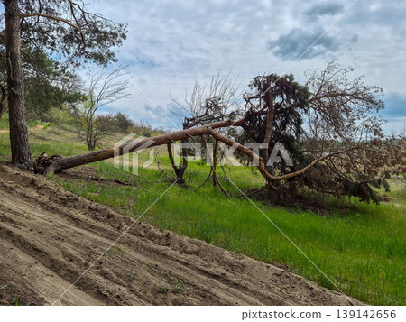 a fallen tree in the forest a fallen tree in the forest 139142656