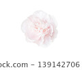 A cutout of a pale pink carnation (vector). 139142706