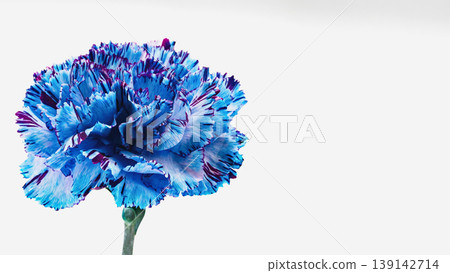 Blue carnation flower macro photography white background Blue carnation flower macro photography white background 139142714