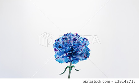 Blue carnation flower macro photography white background Blue carnation flower macro photography white background 139142715
