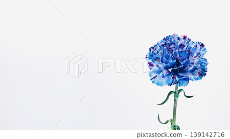Blue carnation flower macro photography white background 139142716